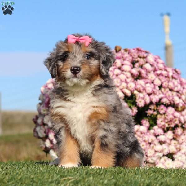 Tilly, Mini Bernedoodle Puppy